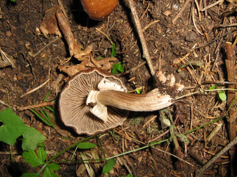 Ancora da Le Piastre (PT)